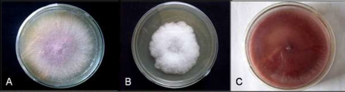<p>Identify this fungus</p>