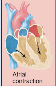<p>Atrial contraction - cycle repeats</p>