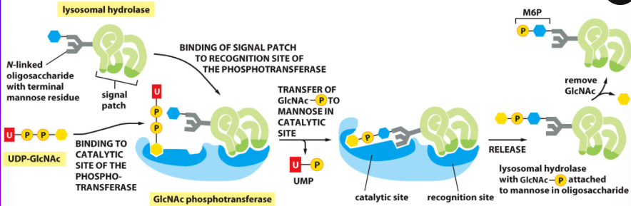 <p>they are Synthesized in the RER and Carried to the Golgi, Where they are Recognized Due to Signal Patches (Signals that are Part of their 3D structure)</p>