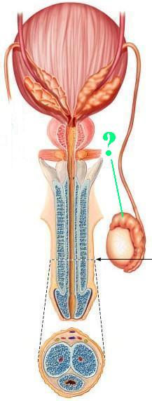 <p><span>Identify the indicated structure.</span></p>