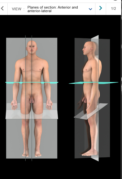 <p>Transverse plane (Horizontal plane or cross section)</p>