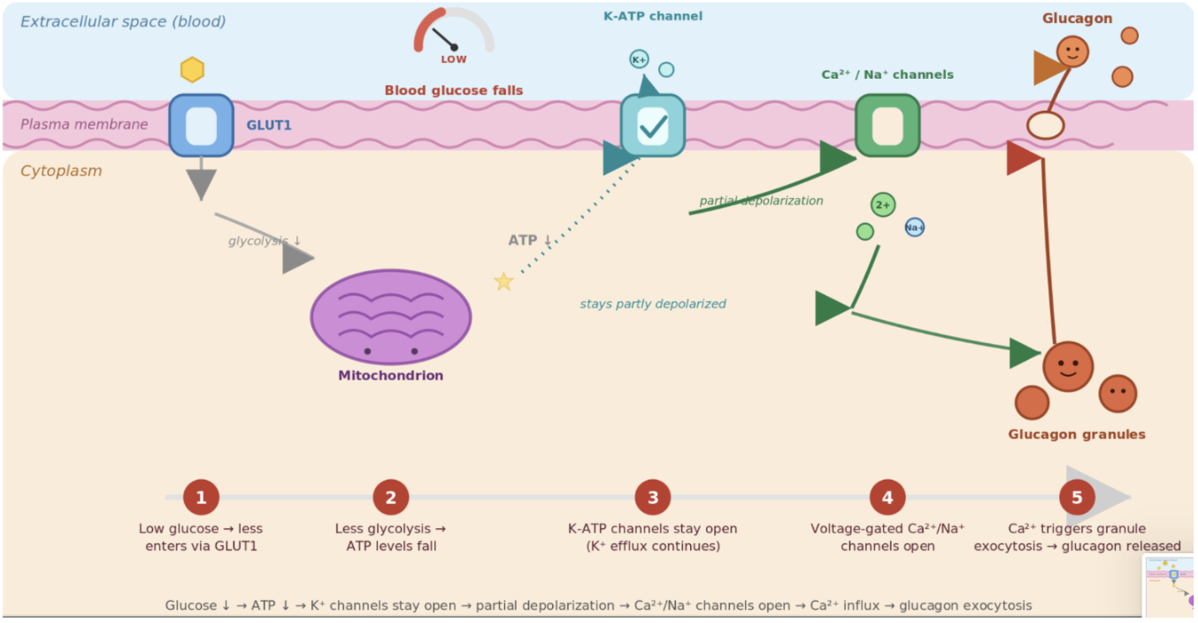 <ul><li><p>Low glucose → less enters alpha cells thorugh GLUT1 → less glucolysis → ATP levels fall → ATP-sensitive K channels stay open (K efflux continues) → decreased membrane depolarization</p></li><li><p>Ca/Na channels open → <span style="background-color: transparent;">Ca influx into the Alpha cells → triggers glucagon-containing vesicles to undergo exocytosis → glucagon enters the blood</span></p></li></ul><p></p>