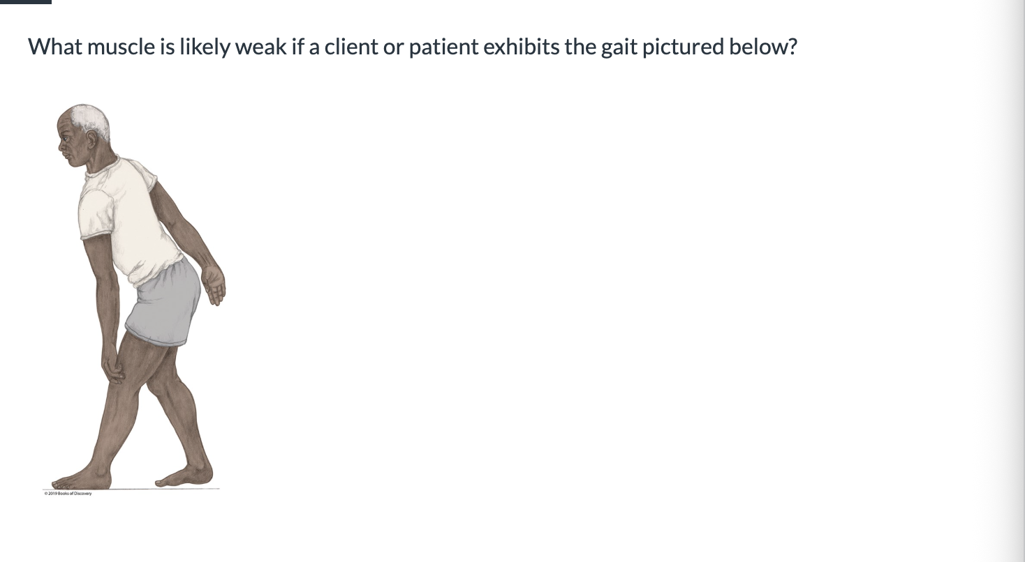 <p><span>What muscle is likely weak if a client or patient exhibits the gait pictured below?</span></p>