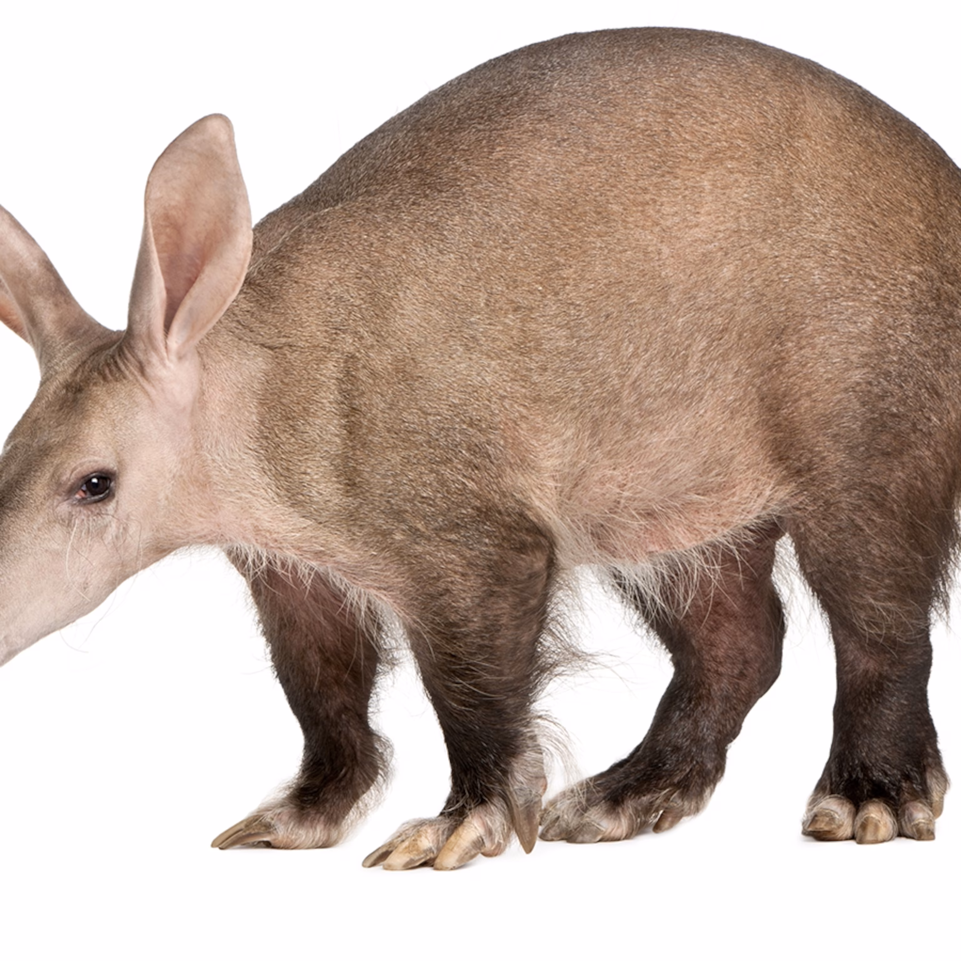 <p>Aardvark (n)</p>