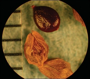 <p>Identify the seed</p>