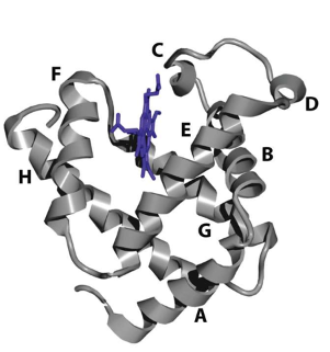<p>What is the primary role of myoglobin </p>