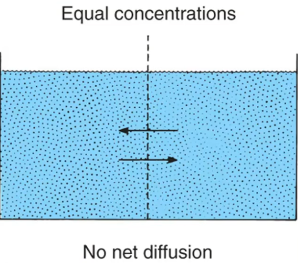 <p>Equal concentration of the molecule on both sides of the membrane (equilibrium).</p>