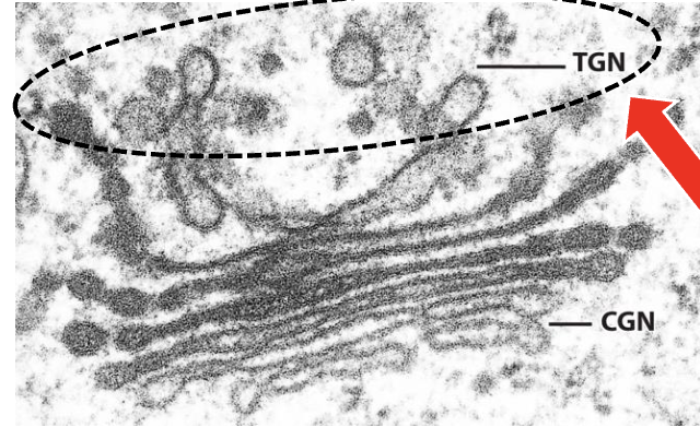 <p>interconnected network of tubules and vesicles (similar to CGN)</p>
