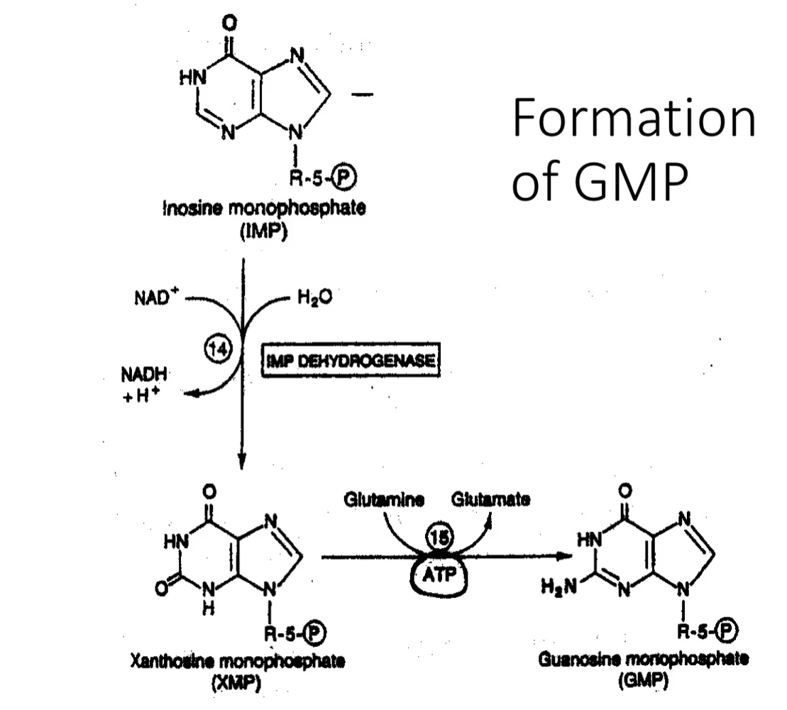 <p>The formation of GMP requires ATP. </p>
