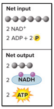 <p><strong>Summary</strong></p><ul><li><p><strong>Location</strong>: cytosol</p></li><li><p>Oxidized: the 6-carbon sugar glucose </p></li><li><p>Reduced: NAD^+ → NADH</p></li></ul><ul><li><p>Net Input: glucose (6 carbon molecule), 2 NAD^+, 2 ADP + 2P (so 2 ATP)</p></li><li><p>Net Output: 2 pyruvates (two 3 carbon molecule), 2 NADH, 2 net ATP</p><ul><li><p>“spend’ 2 ATP, synthesis 4 ATP: net gain of 2 ATP</p></li></ul></li></ul><p></p><p><strong>Steps</strong></p><ol><li><p>2 ATP donates 2 phosphates (one each) to a glucose, which then becomes 2 ADP</p></li><li><p>Glucose (6 carbon molecule) splits into two 3 carbon molecules each containing 1 phosphate group</p></li><li><p>Each phosphate group is removed from the 3 carbon molecules, which produces 2 ATP for each so 4 total</p></li><li><p>During the process of removing the phosphate group, an electron is stored in a molecule called NADH (2 of them), which was orginally NAD^+</p></li></ol><ul><li><p>when NAD^+ takes on an electron (reduced), it becomes NADH</p></li></ul><p><strong>Extra notes</strong></p><ul><li><p>initially “spend”/invest ATP to begin this (hydrolyzed to 2 ADPs)</p></li><li><p>oxidation/reduction reactions</p><ul><li><p>3 carbon molecules are oxidized</p></li><li><p>2 NAD^+ are reduced to 2 NADH</p></li></ul></li><li><p>energy harvest</p><ul><li><p>4 ADP are converted to 4 ATP</p></li></ul></li></ul><ul><li><p>doesnt require oxygen (can occur in aerobic + anaerobic conditions)</p></li><li><p>glycolysis stores energy in the form of electrons inside NADH</p></li></ul><p></p><p></p>