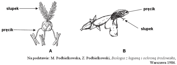 <p>który z kwiatów jest wiatropylny</p>