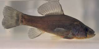 <p><strong>Pirate perch</strong></p><ul><li><p><em>ID:</em> Vent under throat</p></li><li><p><em>Ecology:</em> Quiet waters</p></li><li><p><em>Uses:</em> Minimal; ecological interest</p></li></ul><p></p>