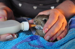 <p>to care for, foster</p>