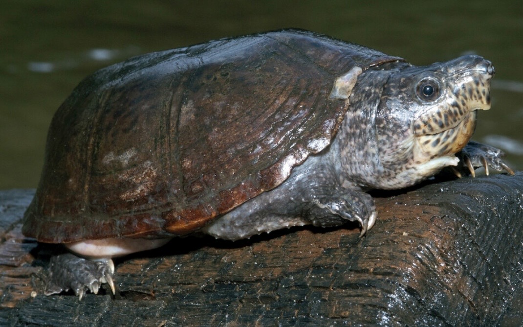 <p>Large/brown/grey head with many small black spots </p><p>Plastron: pale </p><p></p>