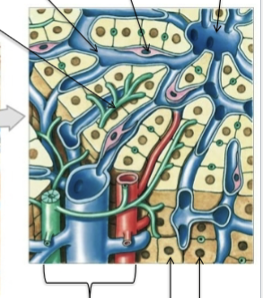 <p>Hexagonal (bounded by 6 portal systems = lymphatics, vein and blood vessel) around a central vein = <strong>portal triads</strong>. Contain Kupffer cell macrophages and bile canniculi (which produce bile). Canniculi created via tight junctions between hepatocytes (epithelial tight junctions). Other side of eptihelium is fenestretated, allowing for easy access of materials into/out of the blood</p>