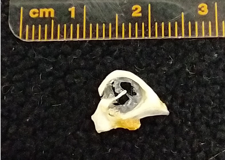 <p>What is this structure?</p>