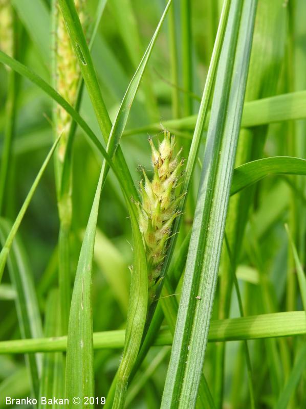 <p>Šaš-Carex sp.</p>