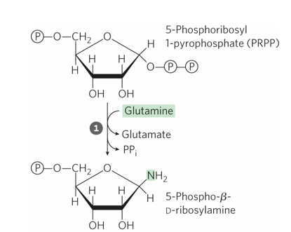 <p>Unlike pyrimidine biosynthesis, where the <strong>nitrogenous base is synthesized firs</strong>t and<strong> then attached to a sugar-phosphate </strong>molecule,</p><ul><li><p>purine biosynthesis <strong>starts with PRPP (5-phosphoribosyl-1-pyrophosphate)</strong>.</p></li></ul><ul><li><p>PRPP <strong>already contains a ribose sugar</strong> with an attached phosphate group, and the purine base is <strong>built directly onto the ribose</strong>, atom by atom.</p><ul><li><p>This means the two-ring structure of purines (the fused imidazole-pyrimidine ring) is constructed in a stepwise manner</p></li></ul></li></ul><p></p><p>What is the first step within this stepwise manner?</p><p></p>