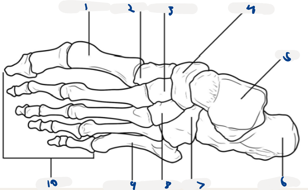<p>LABEL the foot</p>