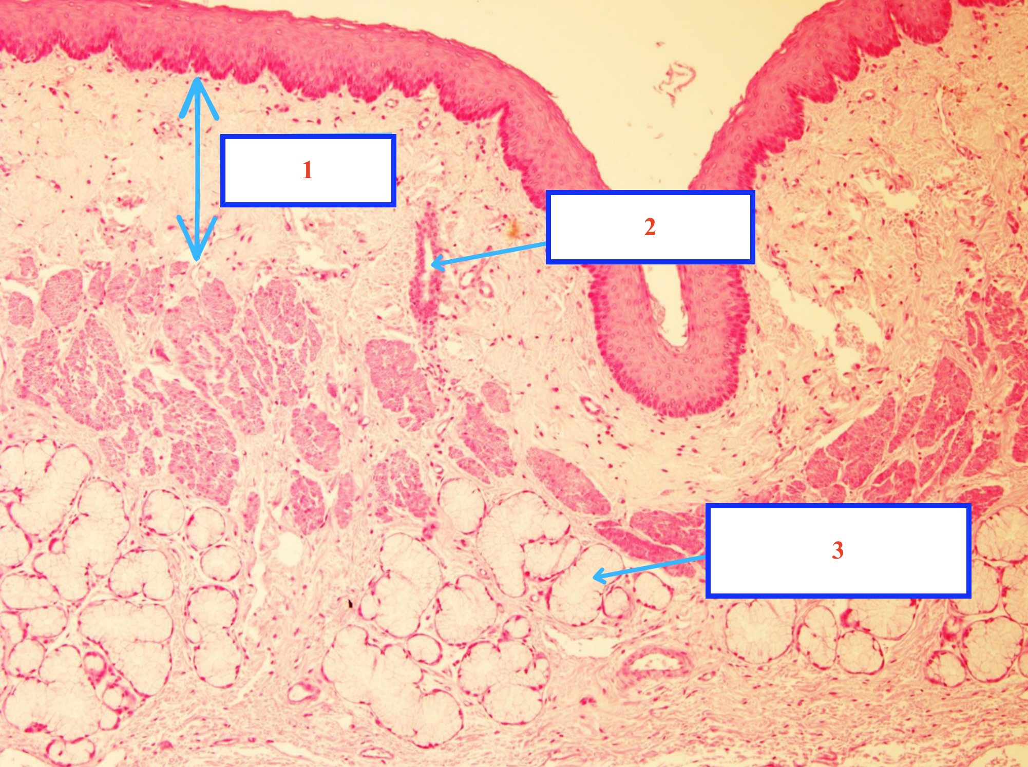<ol><li><p>Lớp gì ?</p></li><li><p>Cấu trúc gì ?</p></li><li><p>Cấu trúc gì ?</p></li></ol><p></p>