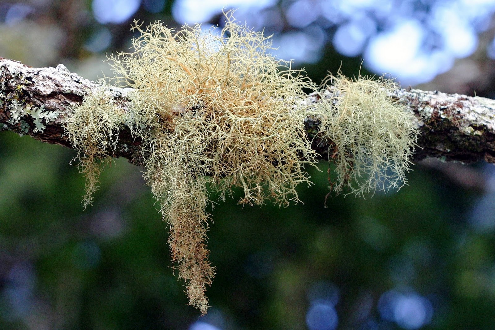 <p><span>a 3D, shrubby, or pendulous lichen form resembling tiny bushes, hair, or cups, often found hanging from trees or growing on soil and rocks</span></p>