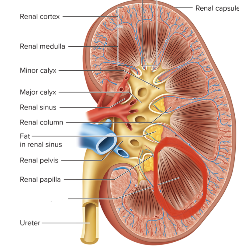 <p>name this structure</p>