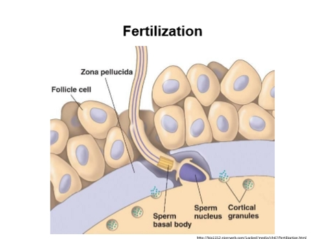 <p><span><strong>Layers of the Oocyte</strong></span></p><p><span><strong>From outside → inside:</strong></span></p><ul><li><p><span><strong>Cumulus granulosa cells</strong></span></p><ul><li><p><span>Sticky cloud of follicular cells surrounding the oocyte.</span></p></li><li><p><span>Sperm must push through these first.</span></p></li></ul></li><li><p><span><strong>Zona pellucida (ZP)</strong></span></p><ul><li><p><span>Glycoprotein shell around the oocyte.</span></p></li><li><p><span>Contains <strong>ZP3</strong> and <strong>ZP2</strong> (critical for sperm binding + acrosome reaction).</span></p></li></ul></li><li><p><span><strong>Perivitelline space</strong></span></p><ul><li><p><span>Space between zona pellucida and oocyte membrane.</span></p></li></ul></li><li><p><span><strong>Vitelline membrane</strong> (oocyte plasma membrane)</span></p><ul><li><p><span>The membrane the sperm must fuse with.</span></p></li></ul></li></ul><p>&nbsp;</p><p><span data-name="two" data-type="emoji">2⃣</span><span><strong> Four Major Steps of Fertilization</strong></span></p><p>Fertilization = <span><strong>Acrosome Reaction → Zona Reaction → Vitelline Block → Syngamy</strong></span></p>