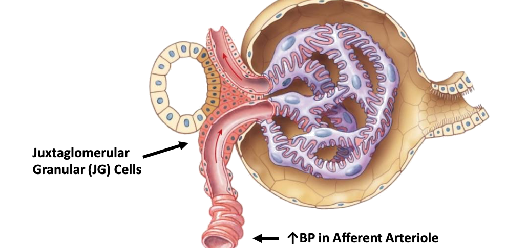<p>Juxtaglomerular (JG) granular cells</p>