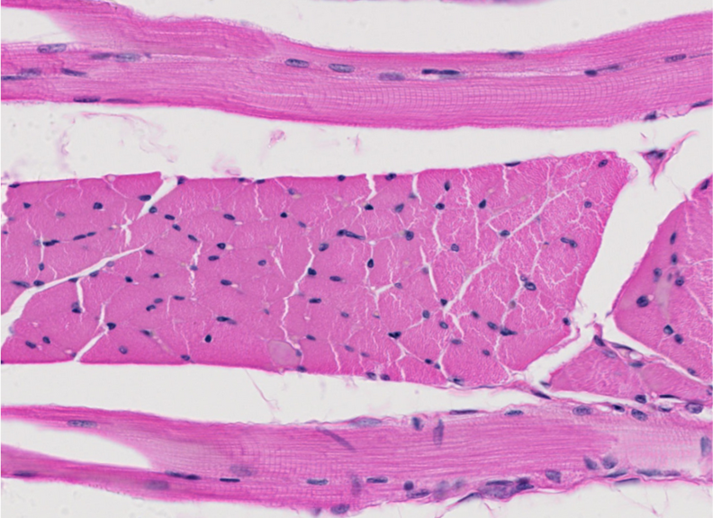 <p><span style="font-family: "Calibri Light";">ID the type of muscle.</span></p>
