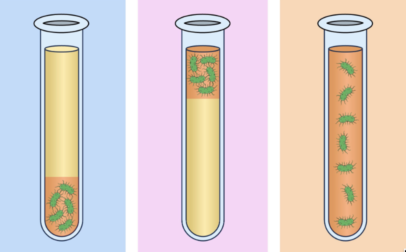 <p>oxygen growth requirements (microbes vary in how they use/don’t use oxygen)</p><p>require oxygen for survival; can use oxygen</p>
