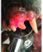 <p>Is this normal dental light transmission? Or abnormal? What is this process called?</p>