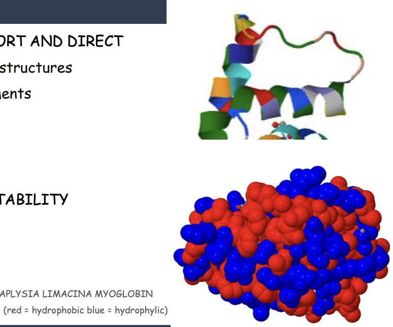<p><strong>Tertiary Structure</strong></p>