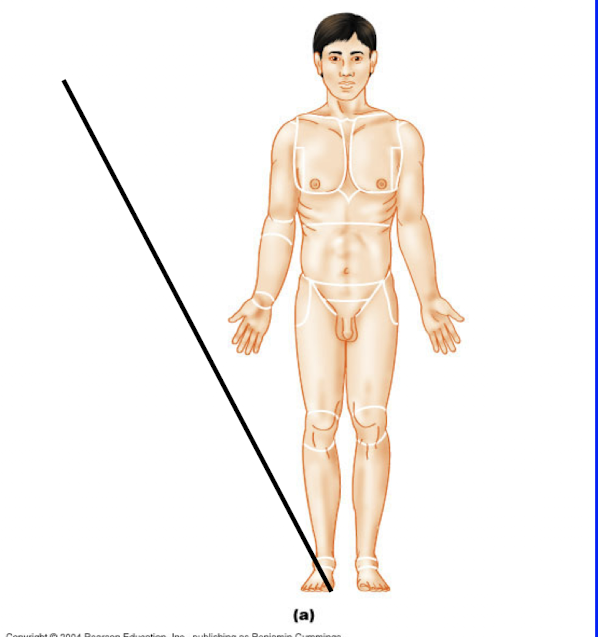 <p>Hallux</p>