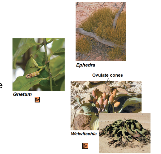 <p><span><em>Gnetum</em> </span></p><p><span><em>Ephedra</em> </span></p><p><span><em>Welwitschia</em></span></p>