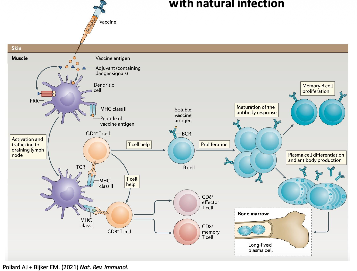<p>Effective vaccine responses stimulate all parts of an immune response, including immunological memory</p><ul><li><p class="p1">Some vaccines use adjuvants, which typically strengthen immune responses by activating innate immune sensors</p></li></ul><p></p>