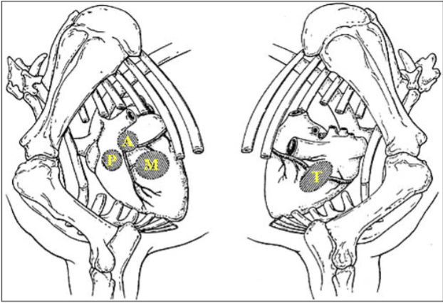<p>Intercostal space: Spaces between ribs starting from most cranial rib</p><ul><li><p>Intercostal space 3 - Pulmonic valve (Left side), Tricuspid valve (Right side)</p></li><li><p>Intercostal space 4 - Aortic valve</p></li><li><p>Intercostal space 5 - Mitral valve</p></li></ul><p></p>