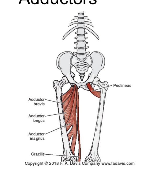 <ul><li><p>Adductor brevis </p></li><li><p>Adductor longus </p></li><li><p>Pectineus</p></li><li><p>Adductor magnus </p></li><li><p>Gracilis </p></li></ul><p></p>