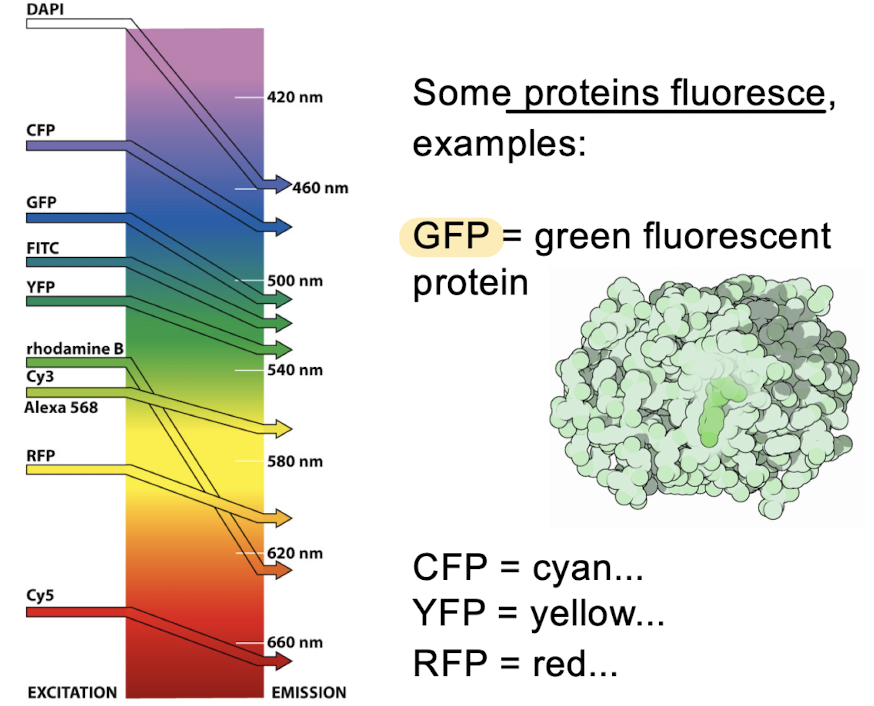 <p>ex. GFP</p><ul><li><p>CFP</p></li><li><p>YFP</p></li><li><p>RFP</p></li></ul><p></p>