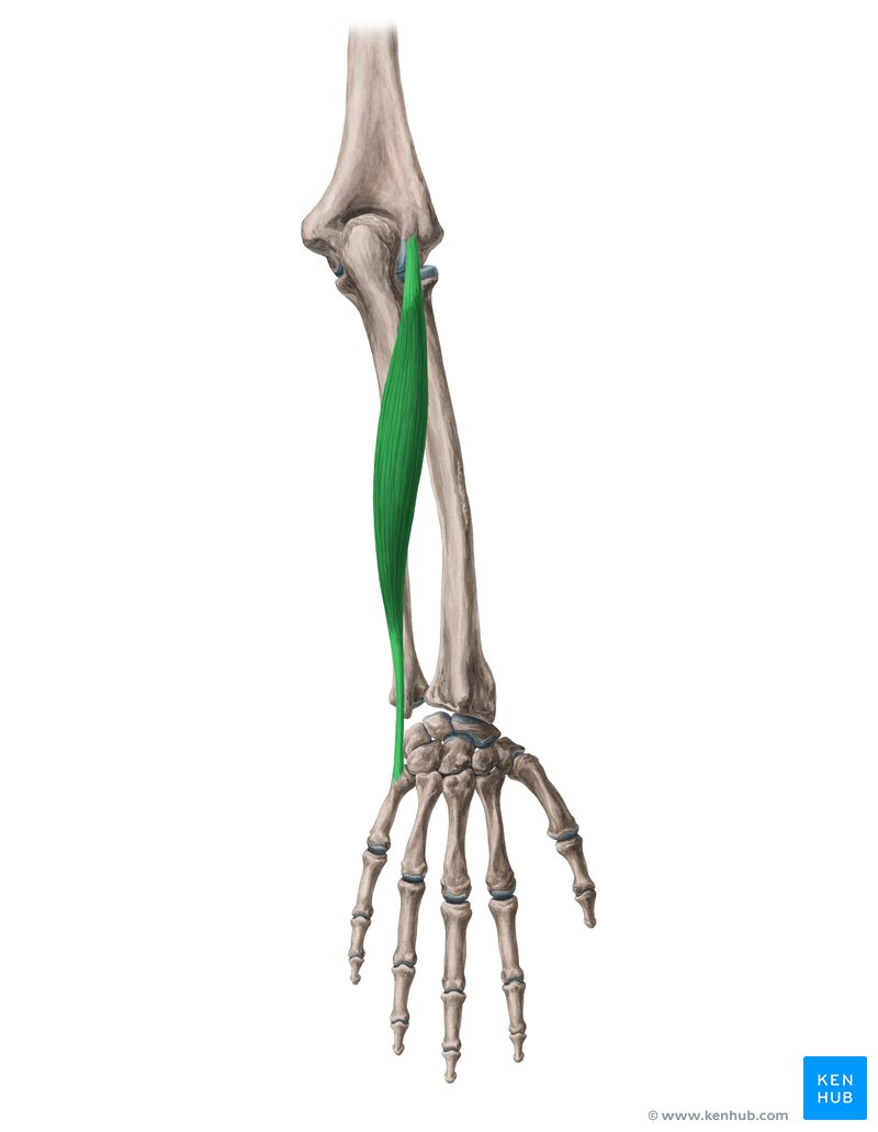 <p>What Muscle?</p>