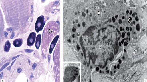 <p>What cell type is this?</p>