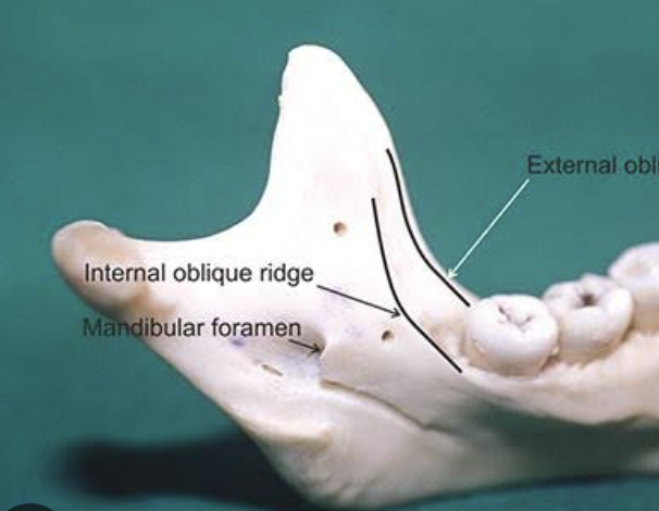 <p>internal oblique ridge is what?</p>