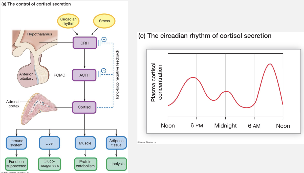 <p><strong><mark data-color="rgba(0, 0, 0, 0)" style="background-color: rgba(0, 0, 0, 0); color: inherit;">Cortisol follows a strict 24-hour circadian rhythm, peaking roughly 30–45 minutes after waking (the Cortisol Awakening Response, or CAR) to promote alertness and hitting its lowest point around midnight</mark></strong><span>.</span></p>