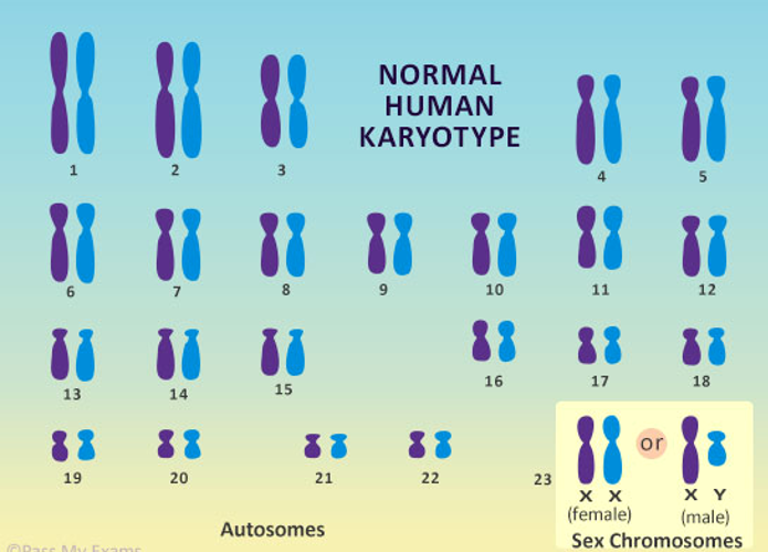 <p><span>One of the chromosome pairs consists of the <strong>sex chromosomes</strong>. In normal males, the sex chromosomes are a Y chromosome inherited from the father and an X chromosome inherited from the mother. Two X chromosomes are found in normal females, one inherited from each parent.</span></p>