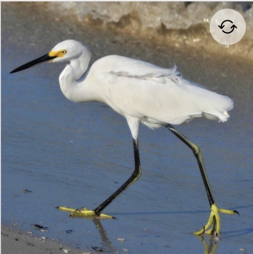 <p>Snowy egret</p>