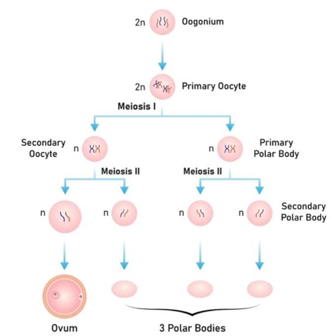 <p>1. Oogonium (2n)</p><p>2. Primary oocyte (2n)</p><p>→ Meiosis (I) →</p><p>3. Secondary oocyte (n), Primary polar body (n)</p><p>→ Meiosis (II) →</p><p>4. Egg (n), Polar bodies (n) (will disintegrate)</p><p></p>