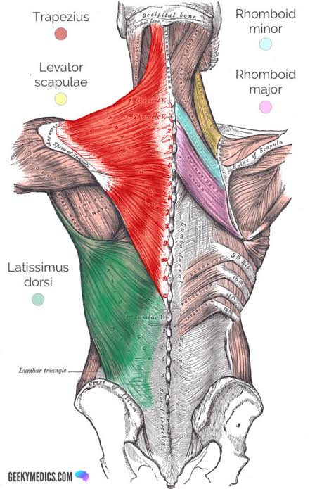 <ul><li><p>superficial layer:</p><ul><li><p>trapezius</p></li><li><p>latissimus dorsi</p></li><li><p>levator scapulae</p></li><li><p>rhomboid major</p></li><li><p>rhomboid minor</p></li></ul></li></ul><p></p>
