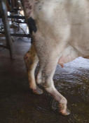 <p>- Paralysis of extensors of the hock and flexors of the digits </p><p>- Stifle dropped, hock over-flexed, fetlock partly flexed (knuckled forward) but weight bearing surface of claws remains firmly in contact with the ground</p><p>- Skin sensation to plantar surface of limb below the hock may be decreased or lost</p><p>- Partial or complete rupture of gastrocnemius muscle may follow tibial paralysis</p>