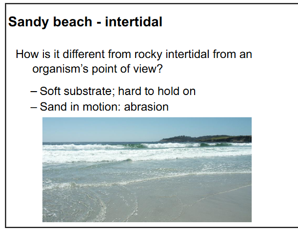 <p>describe intertidal sandy beach habitats and life</p>