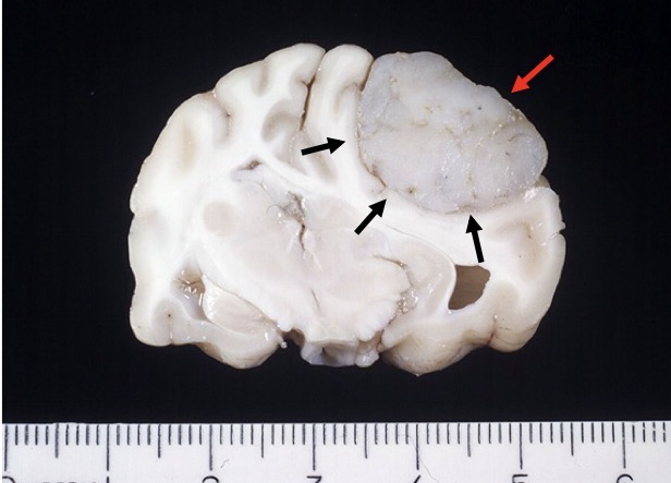 <p>Name the lesion in this cat. Benign or malignant?</p>