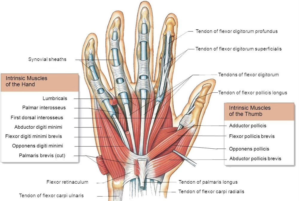 <p>muscles of the hand</p>
